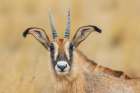 Roan antelope female, close-up portrait in southern Africa Botanical Print